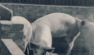 Sharing Piggies in St Mary Cray, 1918