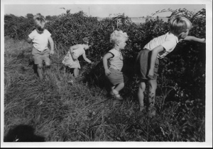 Children picking blackberries