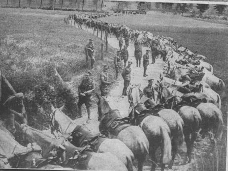 Scot Grey horses lined up in France ready for use in World War One