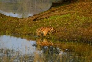 Indian tiger drinking at water pool