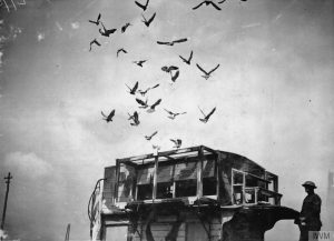 Pigeons take to the sky from a converted London bus loft built for World War I